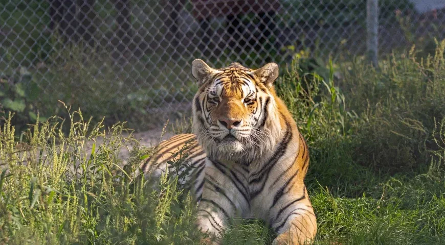 Profitez d’une journée estivale en famille pour découvrir les animaux du Familizoo! 17,99$